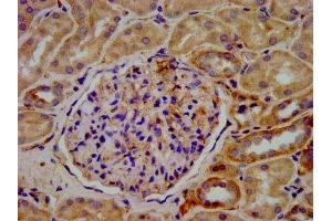 IHC image of ABIN7157616 diluted at 1:400 and staining in paraffin-embedded human kidney tissue performed on a Leica BondTM system. (KIF2B 抗体  (AA 1607-1731))