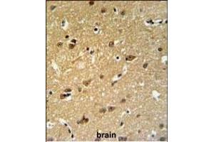 C19orf63 Antibody (N-term) (ABIN651381 and ABIN2840212) IHC analysis in formalin fixed and paraffin embedded human brain tissue followed by peroxidase conjugation of the secondary antibody and DAB staining. (EMC10 抗体  (N-Term))