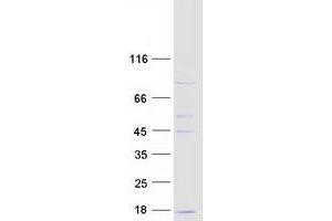 Western Blotting (WB) image for Cytochrome C Oxidase Subunit VIc (COX6C) protein (Myc-DYKDDDDK Tag) (ABIN2712467)