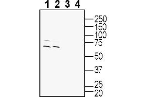Western blot analysis of mouse kidney lysates (lanes 1 and 3) and rat kidney lysates (lanes 2 and 4):1-2.