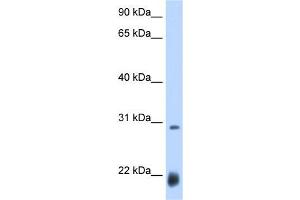 Drosophila; WB Suggested Anti-ac Antibody Titration: 0. (Achaete (AC) (N-Term) 抗体)