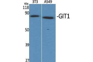 Western Blot (WB) analysis of specific cells using GIT1 Polyclonal Antibody. (GIT1 抗体  (C-Term))