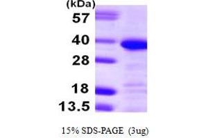Annexin A13 (ANXA13) (AA 1-316) protein (His tag)