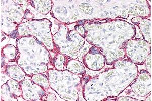 ABIN185474 (5µg/ml) staining of paraffin embedded Human Placenta. (Monoamine Oxidase A 抗体  (Internal Region))