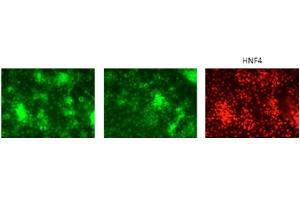 The cells are human embryonic stem cell line H1 differentiated to HNF4 positive hepatic progenitor cells. (GATA6 抗体  (Middle Region))