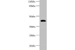Western blot All lanes: STAC3 antibody at 12 μg/mL + Rat lung tissue Secondary Goat polyclonal to rabbit IgG at 1/10000 dilution Predicted band size: 42, 38, 21 kDa Observed band size: 42 kDa (STAC3 抗体  (AA 1-253))