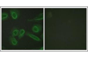Immunofluorescence analysis of HeLa cells, using PECAM-1 Antibody. (CD31 抗体  (C-Term))