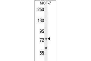 RARS Antibody (C-term) (ABIN655043 and ABIN2844674) western blot analysis in MCF-7 cell line lysates (35 μg/lane). (RARS 抗体  (C-Term))