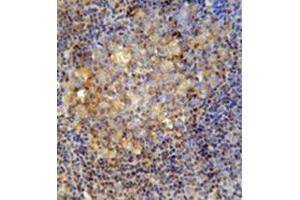 Immunohistochemistry analysis in formalin fixed and paraffin embedded human tonsil tissue reacted with CD10 / Neprilysin Antibody (Center) followed by peroxidase conjugation of the secondary antibody and DAB staining. (MME 抗体  (Middle Region))