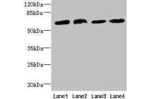 Western blot All lanes: CEP63 antibody at 12 μg/mL Lane 1: K562 whole cell lysate Lane 2: Hela whole cell lysate Lane 3: NIH/3T3 whole cell lysate Lane 4: Raji whole cell lysate Secondary Goat polyclonal to rabbit IgG at 1/10000 dilution Predicted band size: 82, 64, 58, 56 kDa Observed band size: 64 kDa (CEP63 抗体  (AA 1-495))