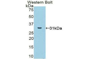 Western Blotting (WB) image for anti-NADPH Oxidase 1 (NOX1) (AA 235-488) antibody (ABIN1860037) (NOX1 抗体  (AA 235-488))