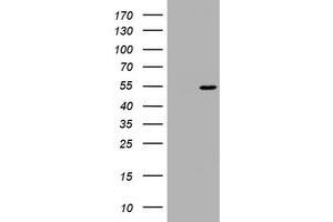 Image no. 1 for anti-Vimentin (VIM) (AA 210-466) antibody (ABIN1491205) (Vimentin 抗体  (AA 210-466))
