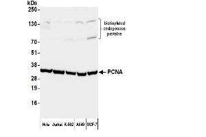 Western Blotting (WB) image for Rabbit anti-Mouse IgG (Heavy & Light Chain) antibody (Biotin) (ABIN7446617)