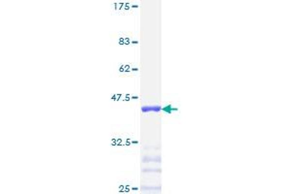 TFAP2A Protein (AA 99-205) (GST tag)