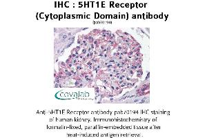Image no. 1 for anti-Serotonin Receptor 1E (HTR1E) (3rd Cytoplasmic Domain) antibody (ABIN1731355) (Serotonin Receptor 1E 抗体  (3rd Cytoplasmic Domain))