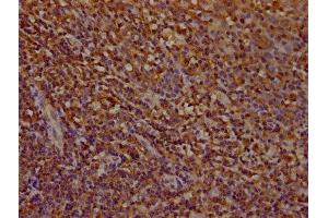 IHC image of ABIN7142037 diluted at 1:100 and staining in paraffin-embedded human tonsil tissue performed on a Leica BondTM system. (Phospholipase C gamma 2 抗体  (AA 299-528))