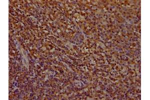 IHC image of ABIN7142037 diluted at 1:100 and staining in paraffin-embedded human tonsil tissue performed on a Leica BondTM system.