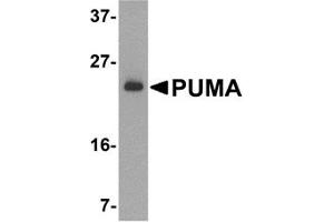 Western Blotting (WB) image for anti-BCL2 Binding Component 3 (BBC3) (N-Term) antibody (ABIN1031530) (PUMA 抗体  (N-Term))