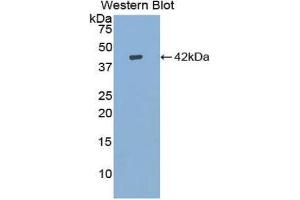 Western Blotting (WB) image for anti-Insulin-Like Growth Factor 1 (IGF1) (AA 53-132) antibody (ABIN3209582) (IGF1 抗体  (AA 53-132))