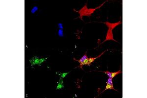 Immunocytochemistry (ICC) image for anti-Potassium Inwardly-Rectifying Channel, Subfamily J, Member 2 (KCNJ2) (AA 41-64) antibody (ABIN361769)