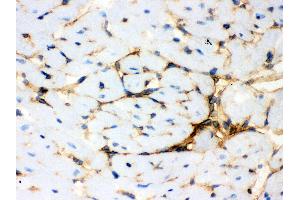 Anti- Annexin A3 Picoband antibody, IHC(F) IHC(F): Mouse Cardiac Muscle Tissue (Annexin A3 抗体  (Middle Region))