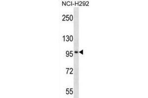 Western Blotting (WB) image for anti-Midline 2 (MID2) antibody (ABIN2997446) (Midline 2 抗体)