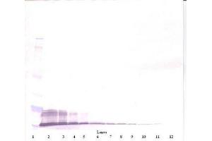 Image no. 2 for anti-Chemokine (C-X-C Motif) Ligand 11 (CXCL11) antibody (ABIN1498771) (CXCL11 抗体)