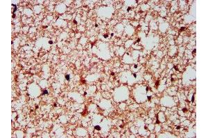 IHC image of ABIN7153815 diluted at 1:300 and staining in paraffin-embedded human brain tissue performed on a Leica BondTM system. (Gephyrin 抗体  (AA 360-460))