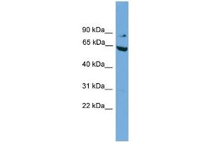 WB Suggested Anti-RALBP1 Antibody Titration: 0. (RALBP1 抗体  (N-Term))