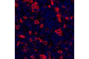 Immunofluorescence (IF) image for anti-Tumor Necrosis Factor Receptor Superfamily, Member 8 (TNFRSF8) (AA 19-385) antibody (ABIN7454029)