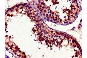 Immunohistochemistry of paraffin-embedded human testis tissue using ABIN7175097 at dilution of 1:100 (UNG 抗体  (AA 114-224))