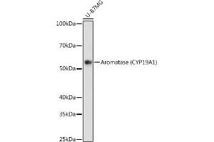 Western blot analysis of extracts of U-87MG cells, using Aromatase (CYP19) antibody (2238) at 1:1000 dilution. (Aromatase 抗体)