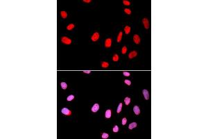 Immunofluorescence analysis of U2OS cells using CDC25C antibody (ABIN5997406). (CDC25C 抗体)