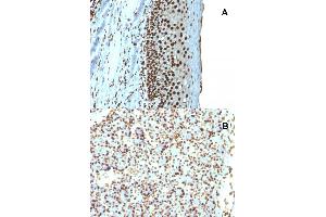Immunohistochemical staining (Formalin-fixed paraffin-embedded sections) of (A) human tonsil and (B) rat pancreas with H1F0 recombinant monoclonal antibody, clone r1415-1 .