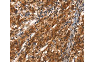 Immunohistochemistry (IHC) image for anti-Cytochrome P450, Family 2, Subfamily D, Polypeptide 6 (CYP2D6) antibody (ABIN2434519) (CYP2D6 抗体)