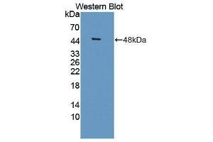 Western Blotting (WB) image for anti-serpin Peptidase Inhibitor, Clade I (neuroserpin), Member 1 (SERPINI1) (AA 17-410) antibody (ABIN1869555) (Neuroserpin 抗体  (AA 17-410))
