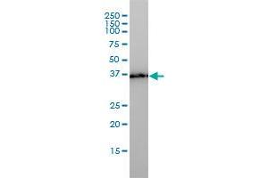 PL6 monoclonal antibody (M01), clone 3D4 Western Blot analysis of PL6 expression in HepG2 . (TMEM115 抗体  (AA 1-351))