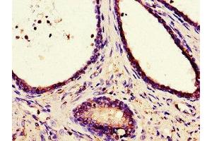 Immunohistochemistry (IHC) image for anti-Calnexin (CANX) (AA 265-469) antibody (ABIN7146508)