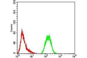 Flow cytometric analysis of Hela cells using GFPT1 mouse mAb (green) and negative control (red). (GFPT1 抗体  (AA 536-681))