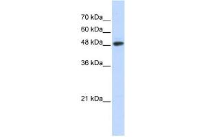 WB Suggested Anti-C14orf130 Antibody Titration:  0. (UBR7 抗体  (N-Term))