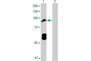Western Blot analysis of TOP3B expression in transfected 293T cell line by TOP3B MaxPab polyclonal antibody. (TOP3B 抗体  (AA 1-862))