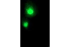 Anti-SERPINA5 mouse monoclonal antibody (ABIN2455637) immunofluorescent staining of COS7 cells transiently transfected by pCMV6-ENTRY SERPINA5 (RC203599). (SERPINA5 抗体)