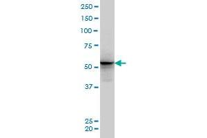 ALF monoclonal antibody (M04), clone 5B9 Western Blot analysis of ALF expression in PC-12 . (GTF2A1L 抗体  (AA 251-348))