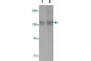 Western blot analysis of NLRC3 in NIH/3T3 cell lysate with NLRC3 polyclonal antibody  at (1) 1 and (2) 2 ug/mL. (NLRC3 抗体  (Internal Region))