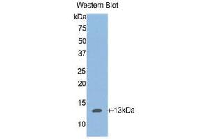 Western Blotting (WB) image for anti-Aggrecan (ACAN) (AA 588-684) antibody (ABIN1857938) (Aggrecan 抗体  (AA 588-684))