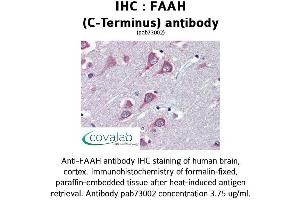 Image no. 1 for anti-Fatty Acid Amide Hydrolase (FAAH) (C-Term) antibody (ABIN1734226) (FAAH 抗体  (C-Term))