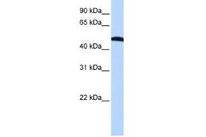 EIF2S2 antibody used at 1 ug/ml to detect target protein. (EIF2S2 抗体  (N-Term))