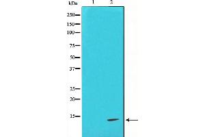Western blot analysis on COS7 cell lysate using Cytochrome c Antibody,The lane on the left is treated with the antigen-specific peptide. (Cytochrome C 抗体)