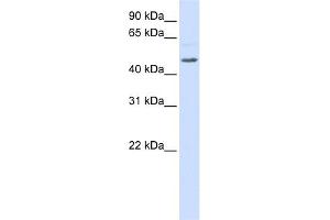 WB Suggested Anti-RGS11 Antibody Titration:  0. (RGS11 抗体  (Middle Region))