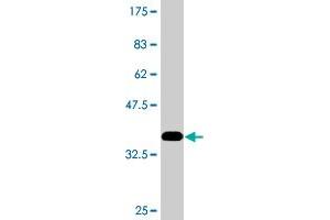 Western Blot detection against Immunogen (36.